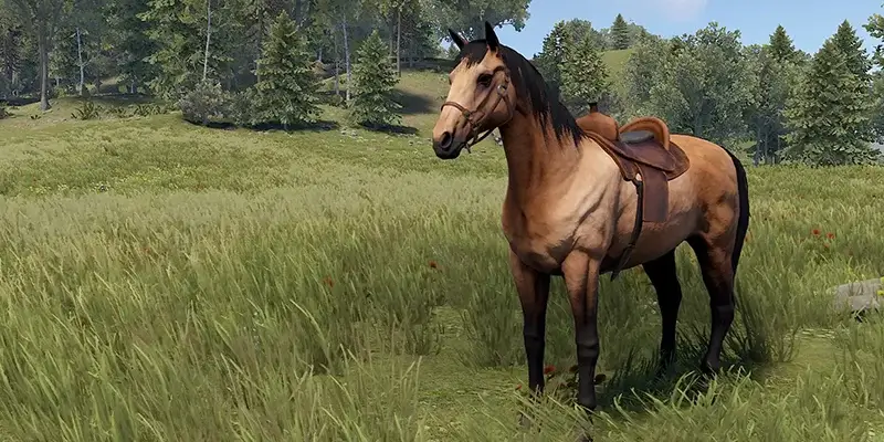 A Horse standing in a field