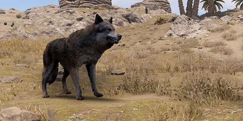 A Wolf standing in the desert